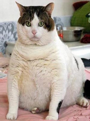gato-gordo